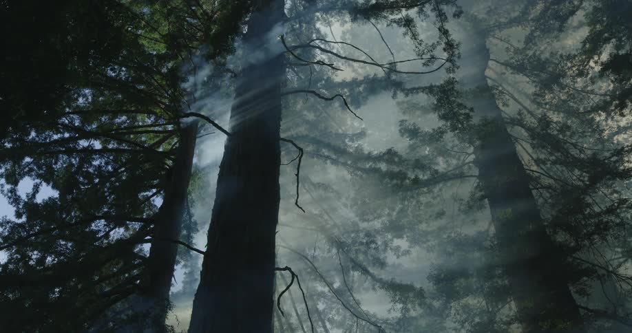 Sunlight illuminates the rising smoke of a forest fire