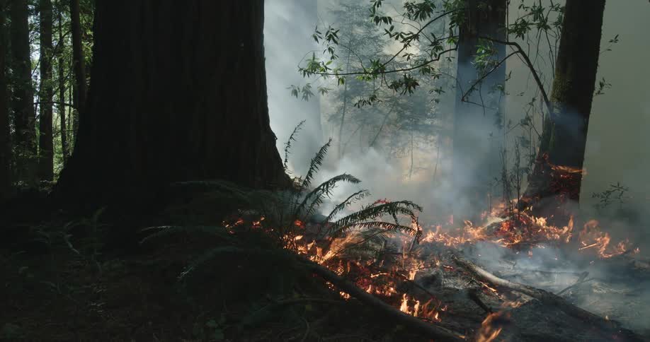 Flames rise from the base of a redwood tree in the forest