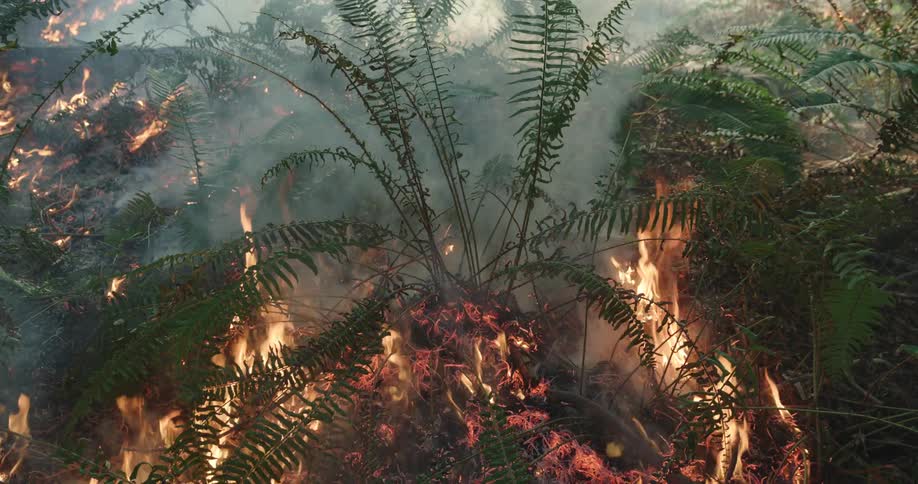 Leafy bushes and plants are being burned in a smoky wildfire