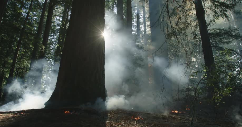 Dense thick smoke rises from the wildfires on the redwood forest floor at morning
