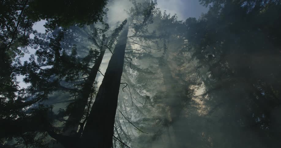 A forest with tall trees as smoke fills the forest air