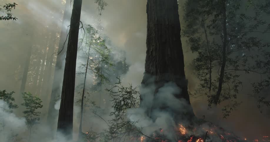 The forest is on fire and full of smoke