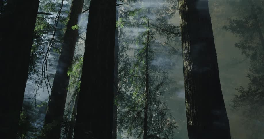 Smoke is covering the forest landscape