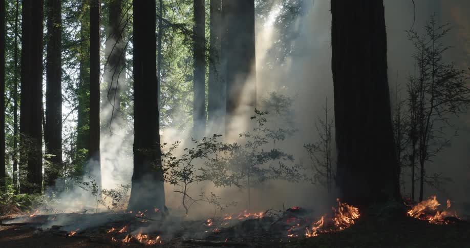 A forest is filled with smoke from flames burning on the forest floor