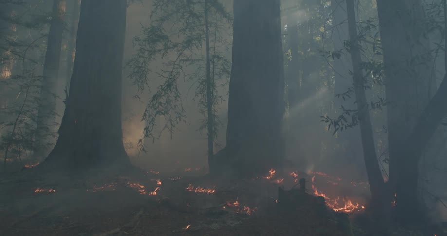 A forest fire burning on the ground and in the forest as smoke fills the forest