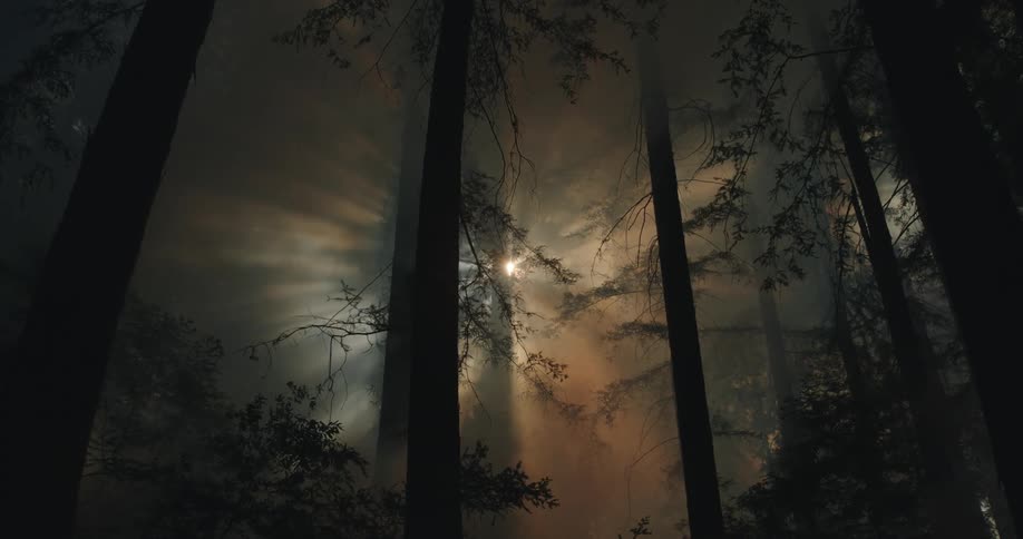 Rays of sunlight shine through the trees and illuminate the smoke filling the forest as the wildfire spreads