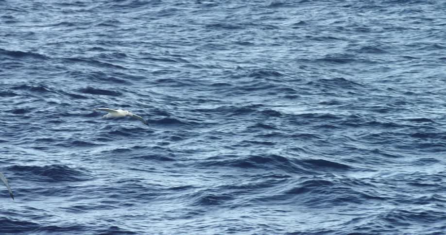 Two birds glide over the water