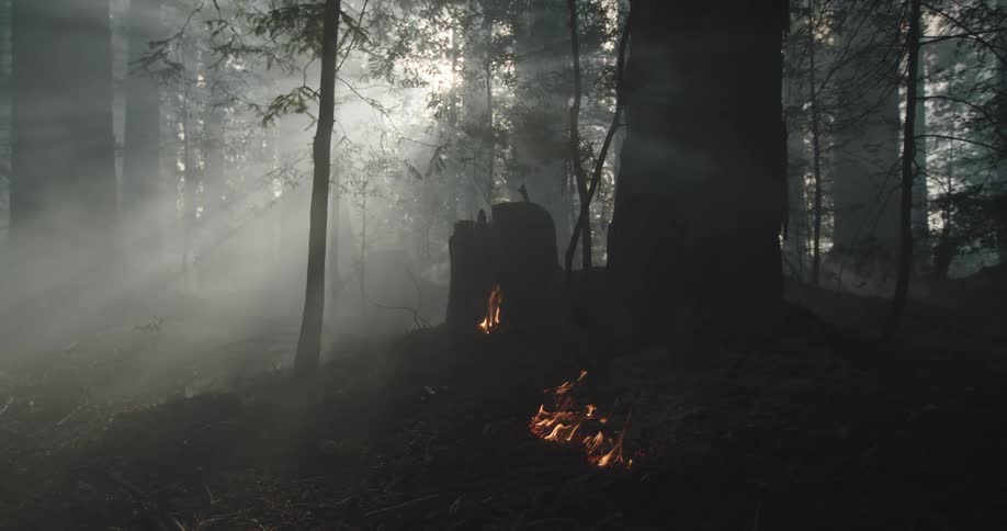 Sunlight illuminates the rising smoke of a forest fire as flames burn near a tree
