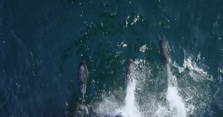 Dolphins swim in front of a moving ship
