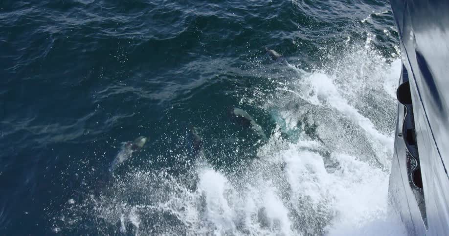A group of dolphins swim alongside a moving ship