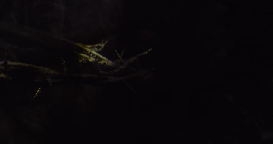 Lights flash on the crown of thorns