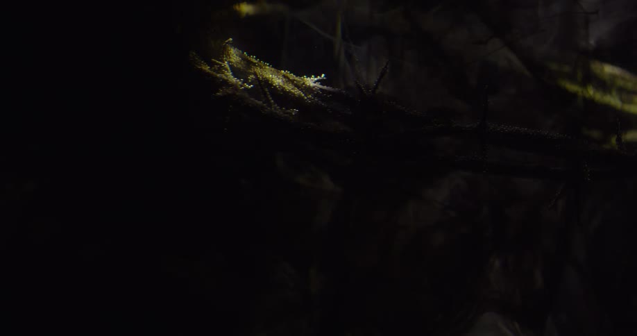 Lights displaying on branches at night as shadows cast across them
