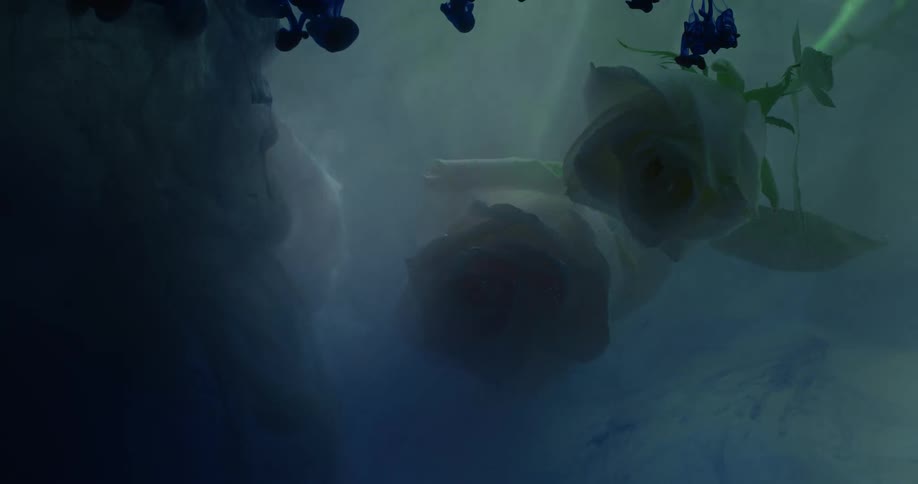 Flowers are floating in the murky water