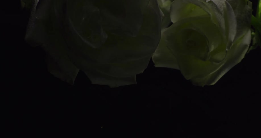 Two yellow roses are on display with light shining on it