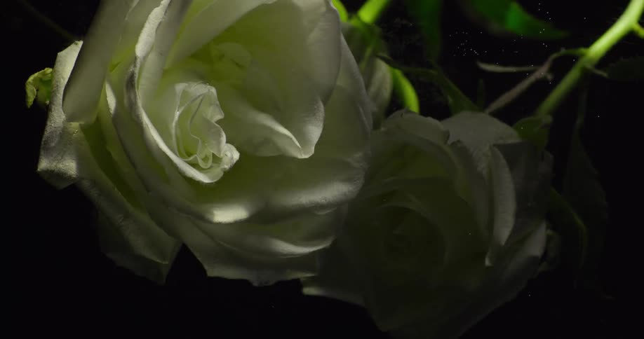 A light flashes over white roses