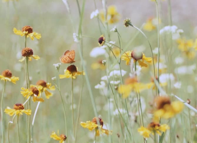 A butterfly on yellow flowers in a field