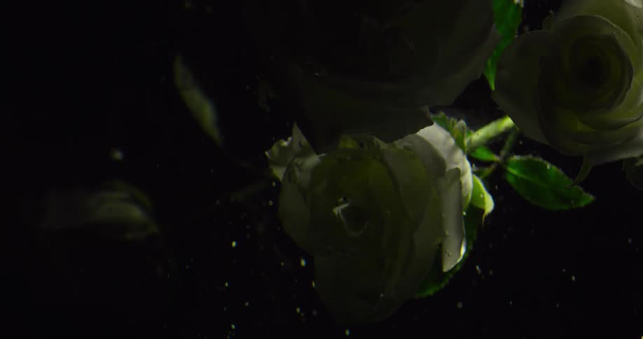 Roses are floating in the water