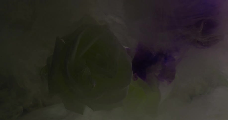 Roses are preserved in ice