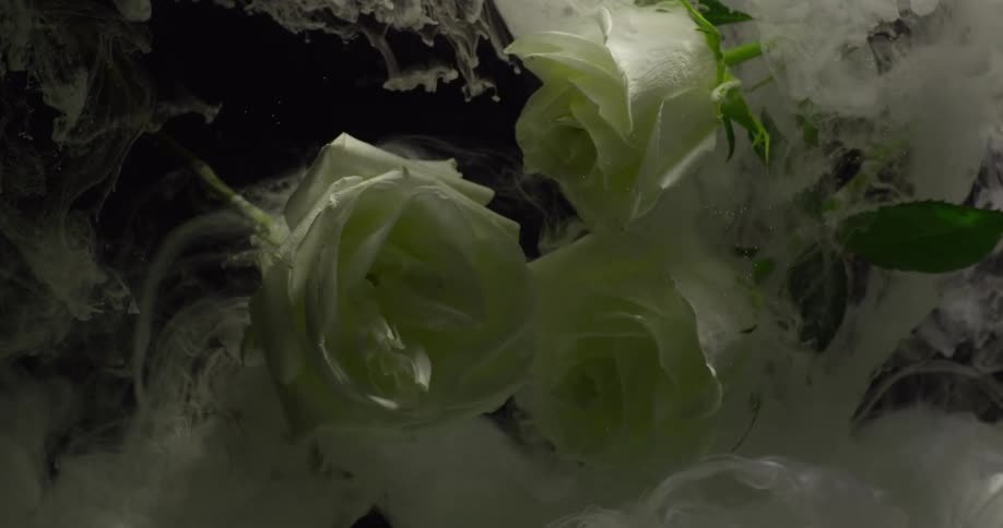 Light shines on green flowers as they move in the breeze