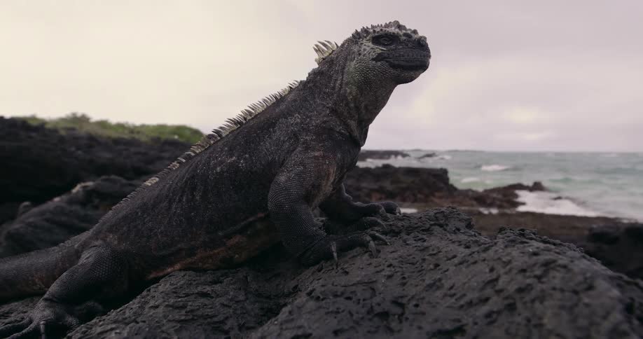 A Marine Iguana Rests on lava rock overlooking the ocean