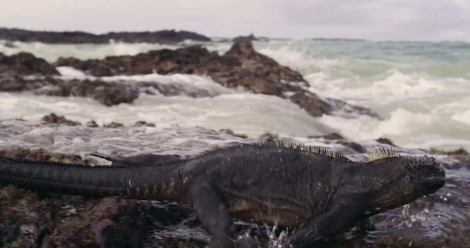 Iguana walking alongside a rocky shore on the beach