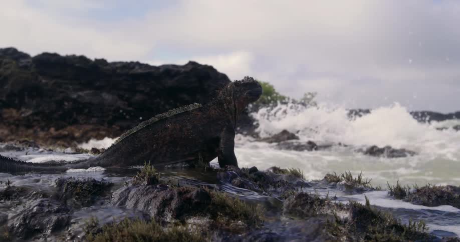 An iguana is sitting on a rock near a body of water