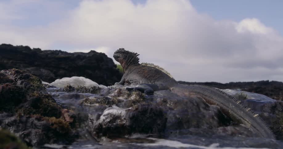 An iguana is standing on rocks along the shore as waves roll over them