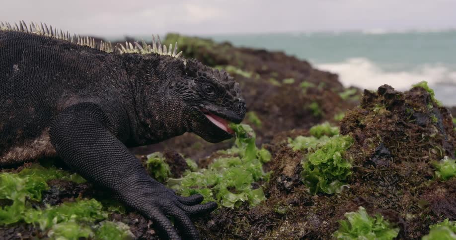 An iguana chews on sea weed on a cliff overlooking the ocean