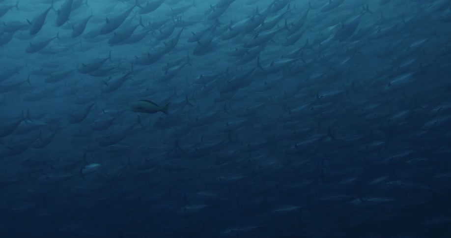Large school of Tuna swimming in the ocean water