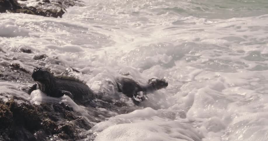 Rough water waves roll over rocks along the shore as two iguanas hang on while feeding