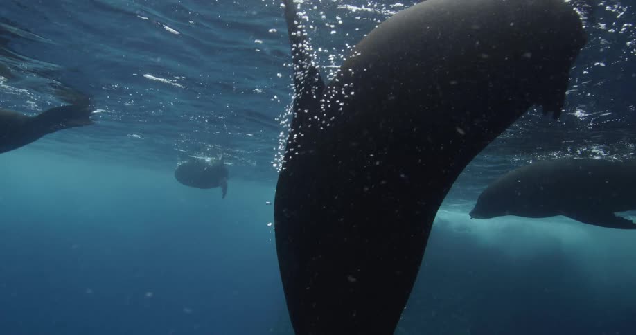 Sea lions swim near the water surface as sunlight reflects on the ripples and bubbles in the water