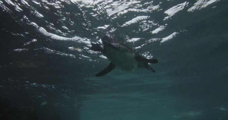 Underwater view of a Penguin swimming along the surface of the water as the sun shines brightly from above