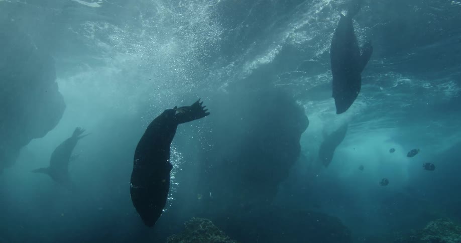 Sea creatures are swimming in the ocean water