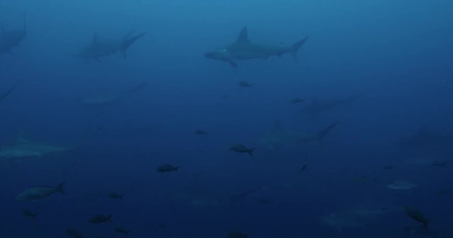 A bunch of Hammer Head sharks lurking underwater in the deep blue sea with lots of other fish swimming about