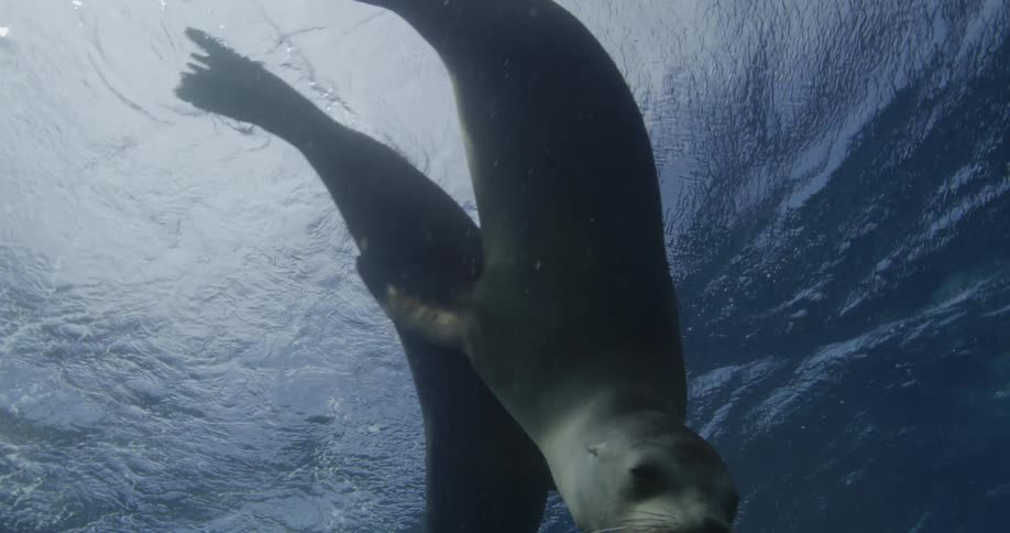 Two Sea Lions swimming underwater as sunlight shines through the surface
