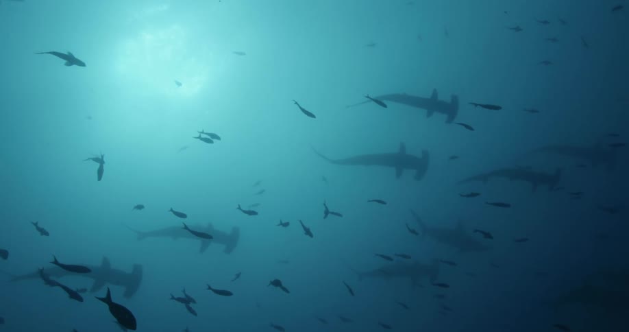 Fish and hammer head sharks are swimming in the ocean water together