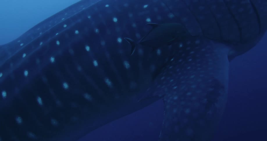 A Whale shark slowly moves past above the ocean floor