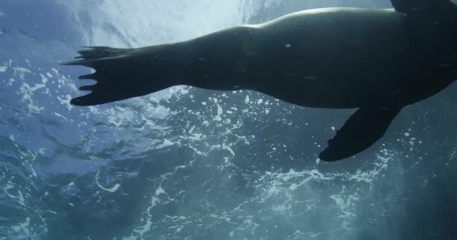 Sea lion swims underneath surface as sun rays shine from above