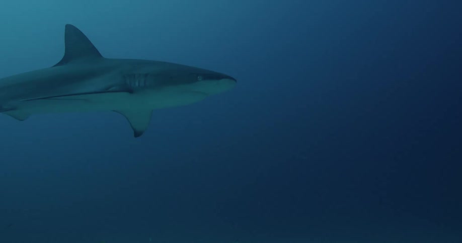 A Black Tip Reef shark swims above the ocean floor