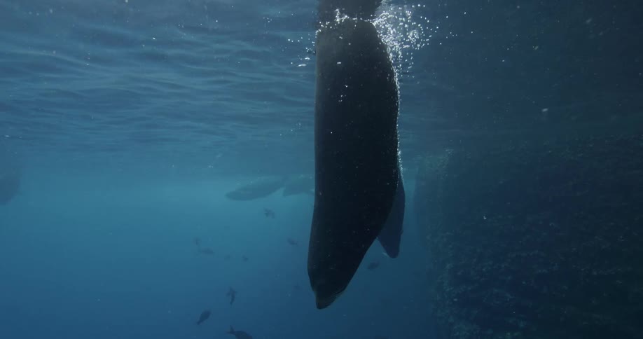 Seals swimming near the surface of the water with their tails above the surface