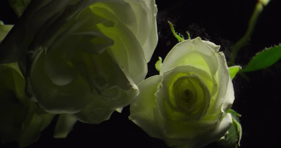 A light passes over a bouquet of roses