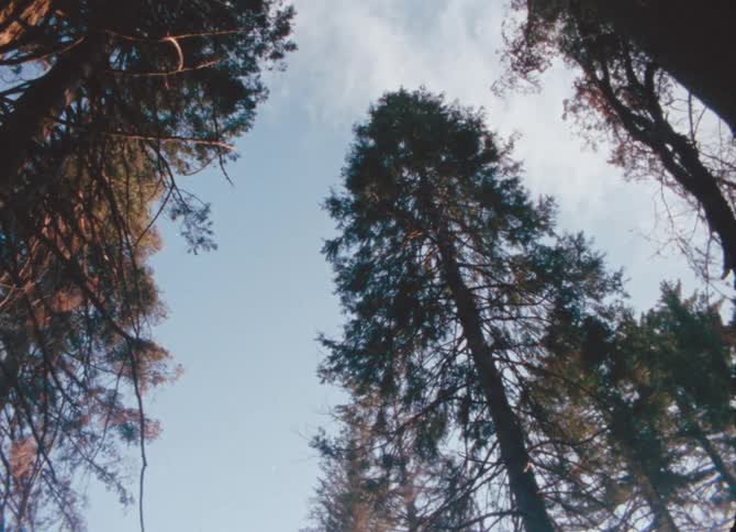 The sun shines on trees as they stand tall as they change to fall colors