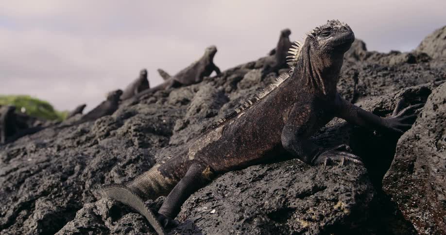 Marine iguanas lie on a black lava rock surface under an overcast sky