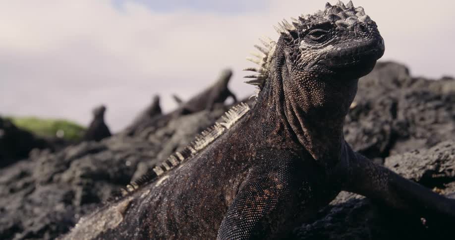 Marine iguanas lie still on rocky ground under a cloudy day
