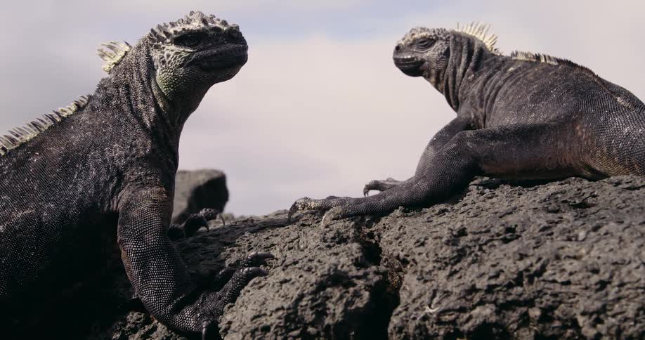 Two marine iguana lie on rock near coast on cloudy day