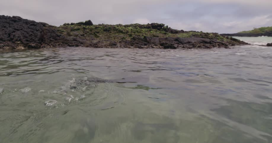 A marine iguana swims through a tidal pool