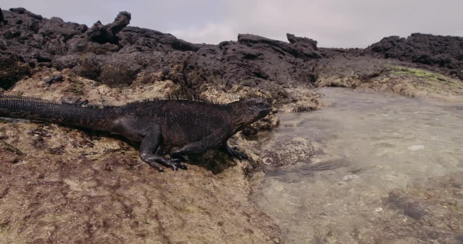 Iguana walking on rocky shore toward beach climbs into water and swims away