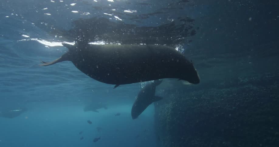 Fur Seals swim near the surface of the water as sunlight shines from above