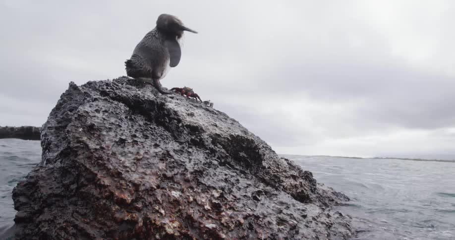 Waves splash over a rock along the coast as a Penguin stands up looking around under a cloudy sky
