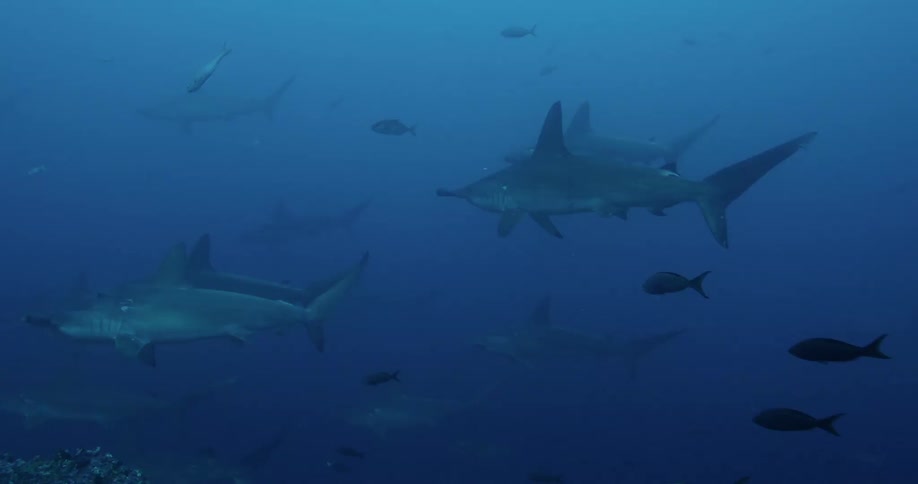 Hammer Head Sharks and fish are swimming underwater
